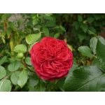 Red Leonardo da Vinci (Ред Леонардо да Вінчі) 